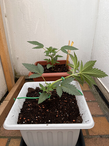 Growreport Bild 43