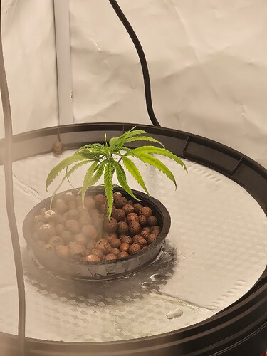 Growreport Bild 39