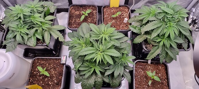 Growreport Bild 34