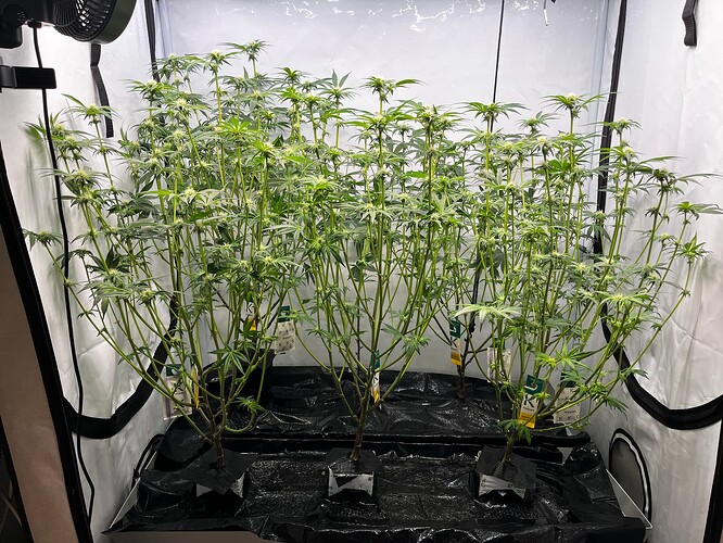 Growreport Bild 2