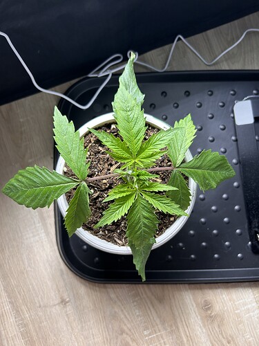 Growreport Bild 6