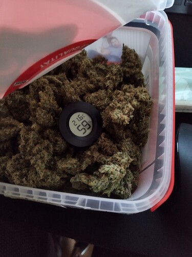Ein Behälter voller Cannabis-Buds mit einem kleinen digitalen Hygrometer, das 59% Luftfeuchtigkeit anzeigt.