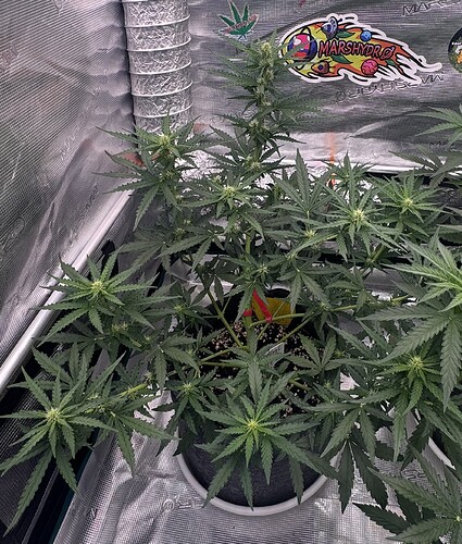 Growreport Bild 19