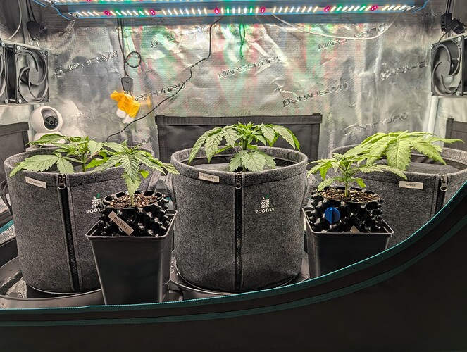 Growreport Bild 2