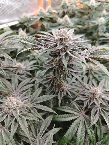 Growreport Bild 10