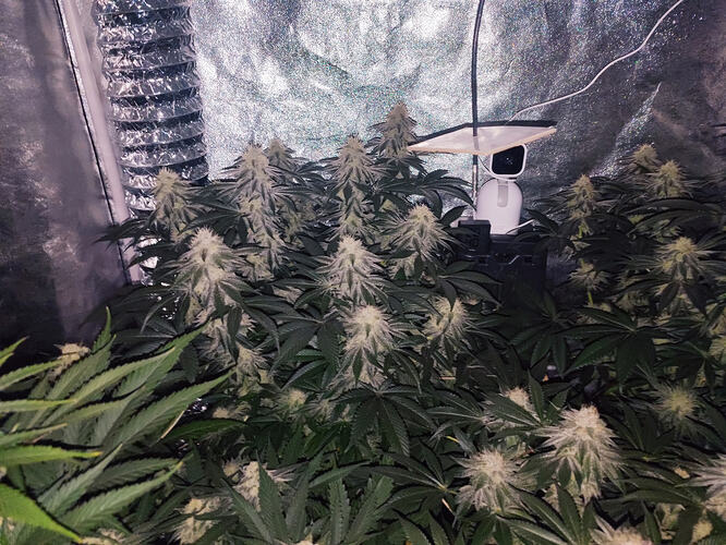 Growreport Bild 20