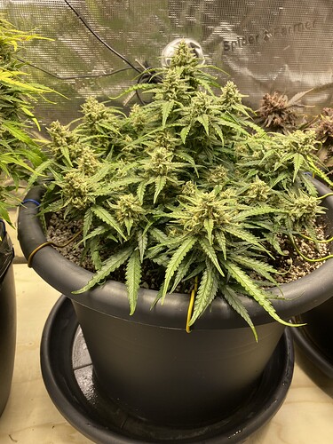 Growreport Bild 6