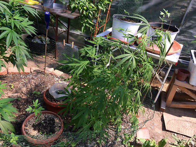 Grow26_0730_08