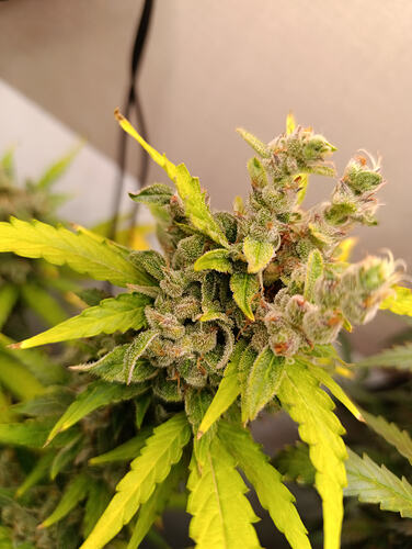 Growreport Bild 33