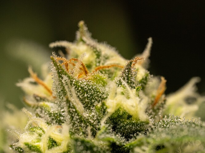 Growreport Bild 6