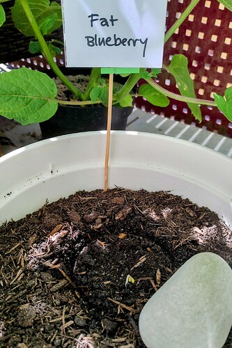 Growreport Bild 1