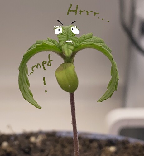Growreport Bild 35