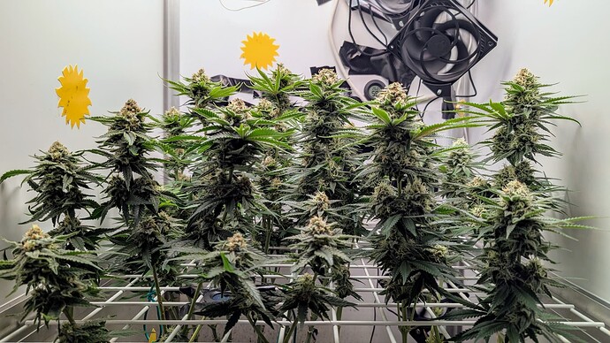 Growreport Bild 13