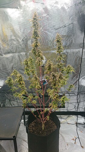 Growreport Bild 27
