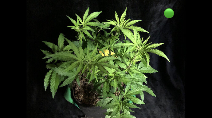 Growreport Bild 7