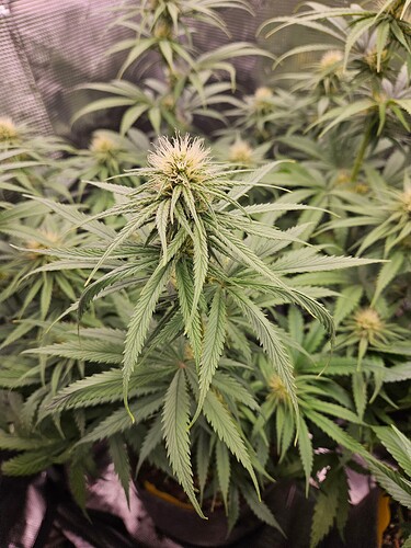 Growreport Bild 23