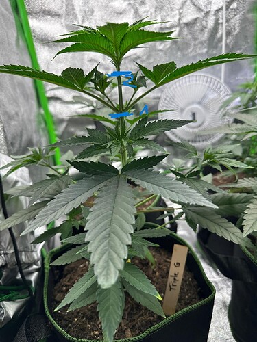 Eine junge Cannabispflanze in einem Growzelt mit markierten Stellen für das Topping.