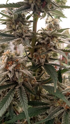 Growreport Bild 24
