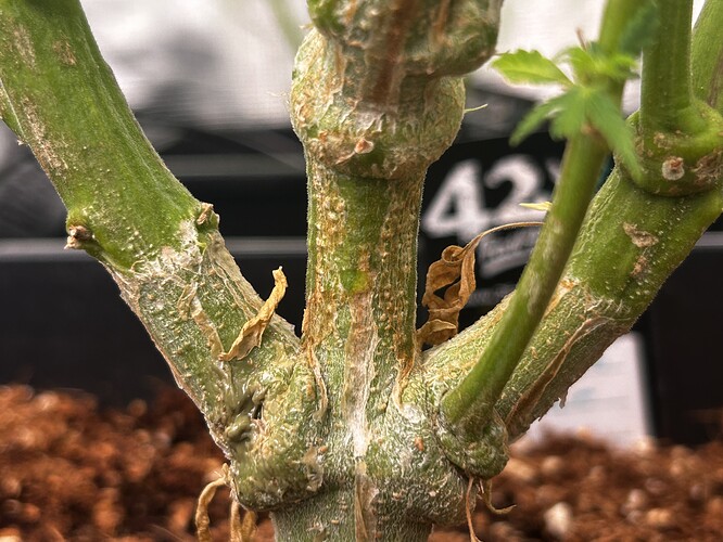 Growreport Bild 40