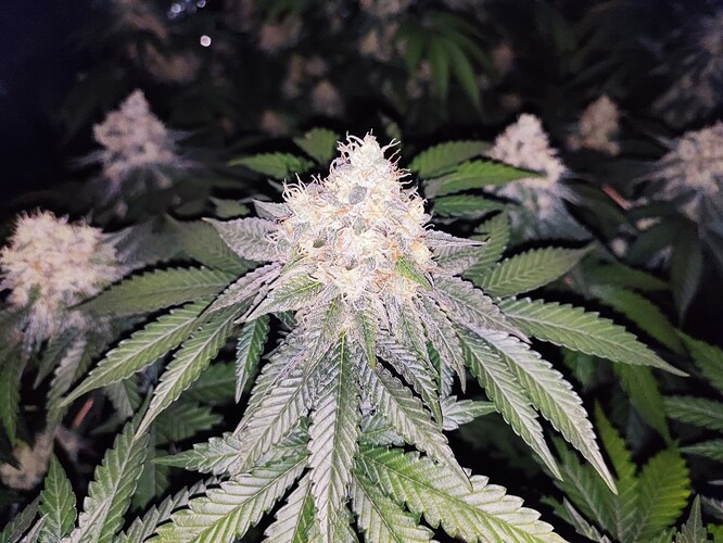 Growreport Bild 18