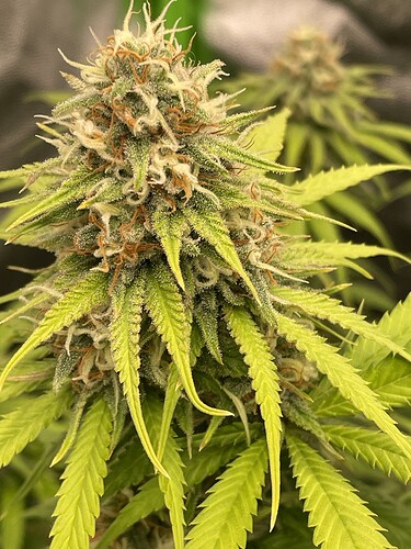 Growreport Bild 13