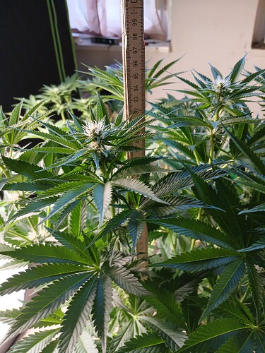 Growreport Bild 8