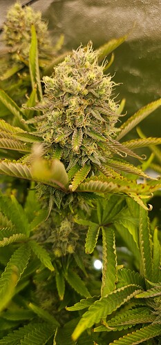 Growreport Bild 8