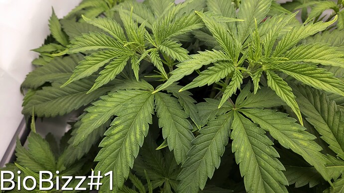 Growreport Bild 18