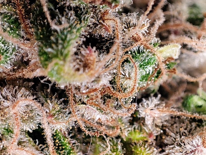 Growreport Bild 107