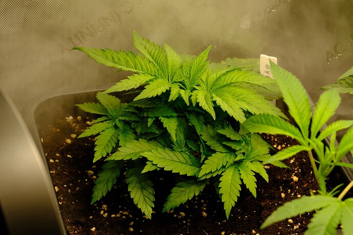 Growreport Bild 1