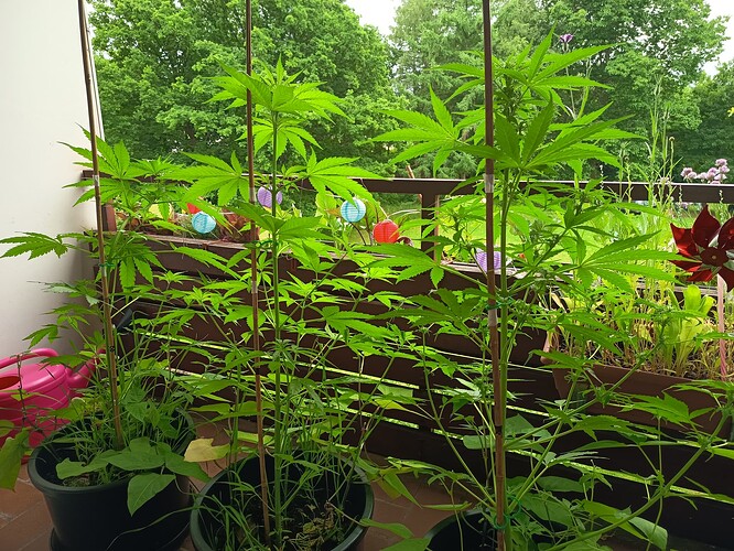 Growreport Bild 5