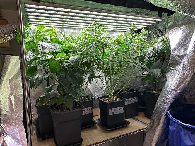 Growreport Bild 41