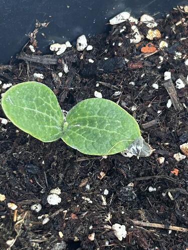 Growreport Bild 4