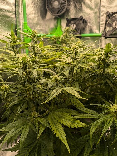 Growreport Bild 26
