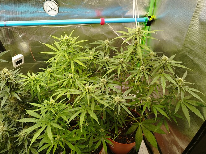Mehrere Cannabis-Pflanzen in einem Zelt, die sich in der Blütephase befinden. Eine Pflanze rechts zeigt deutliche Trichom-Entwicklung.