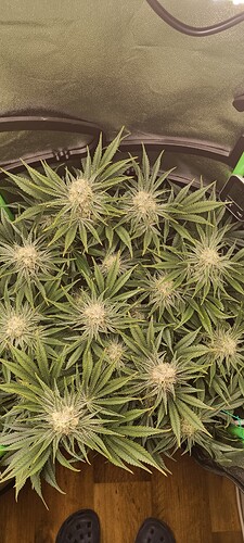 Growreport Bild 1