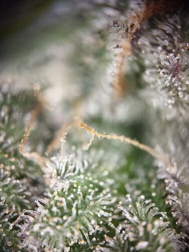 IMG_20250310_123311 - Kopie