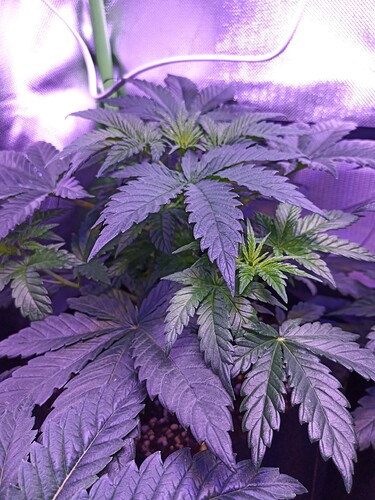 IMG_20240312_102020_150