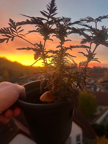 Growreport Bild 4