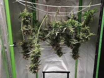 IMG20240705160552
