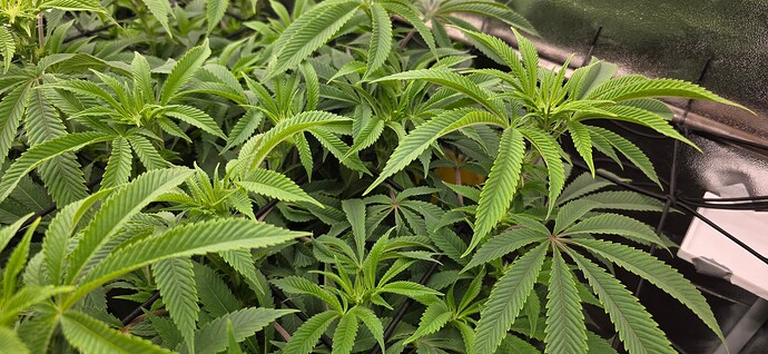Growreport Bild 19