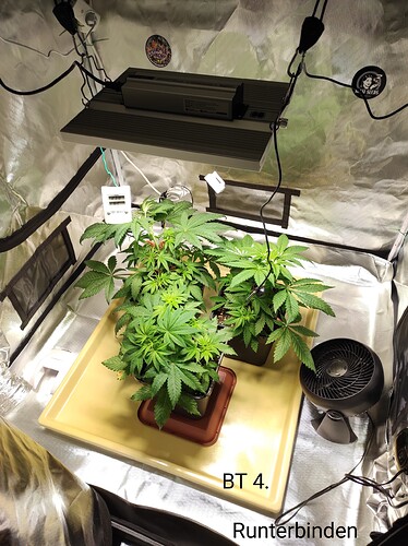 Growreport Bild 1