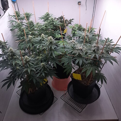 Growreport Bild 19