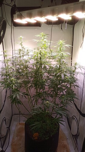 Growreport Bild 1
