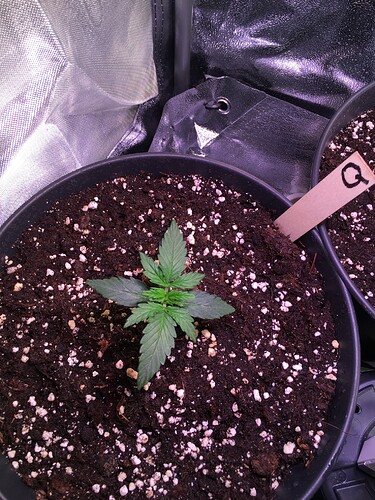 Growreport Bild 5