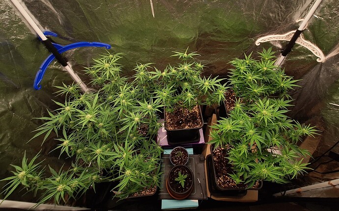 Growreport Bild 1