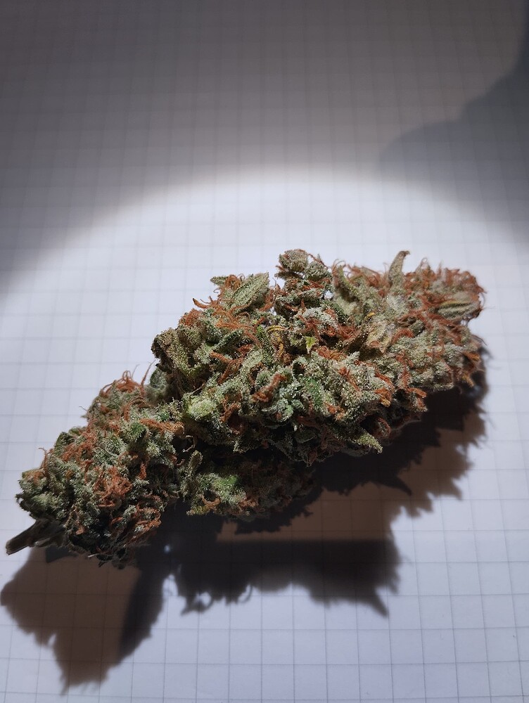 GESTOPPT - falscher Strain... Nix tun gegen Topping gegen Mainlining?!? - Was bringt mehr Ertrag?