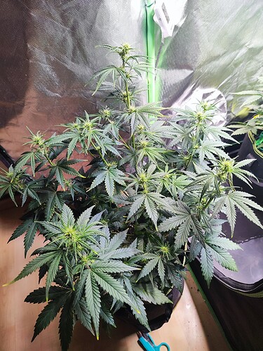 Growreport Bild 8