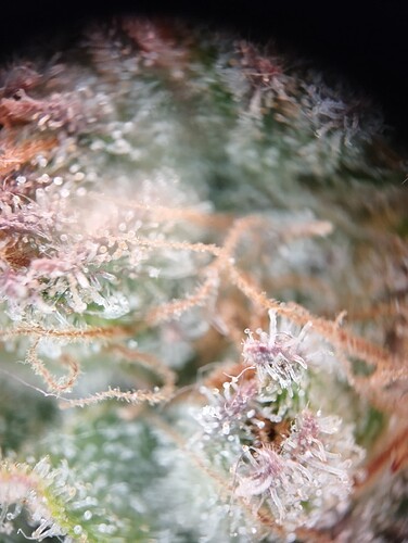 090824-P1_03 - Kopie