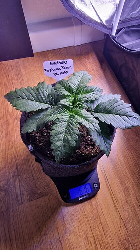 16.04 Tropicanna Poison